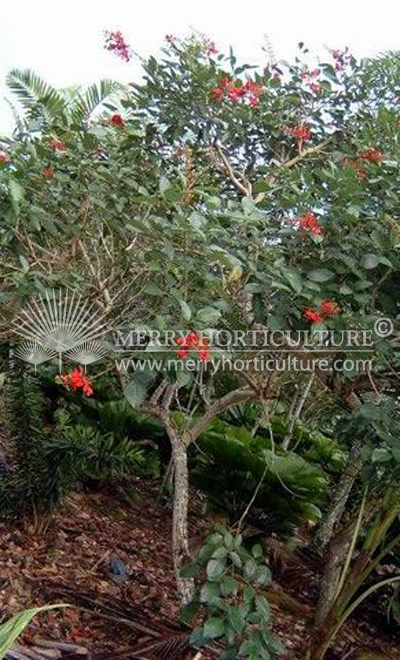 Erythina glauca (Coral Tree)